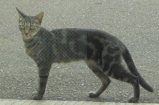 アメリカンショートヘアっぽい猫