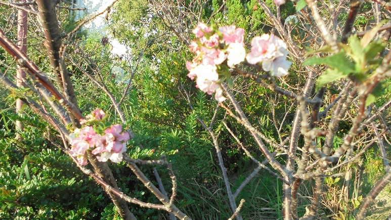 花が咲いた